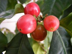 Coffee beans the second most valuable commodity (Photo: Wikimedia)