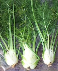 The magic fennel (Photo: Klesick family farm)