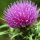 Watch out for milk thistle!